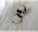 Small Photo #5 Shih Tzu Puppy For Sale in DOUGLAS, GA, USA