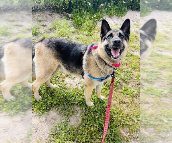 Medium Photo #7 German Shepherd Dog Puppy For Sale in Santa Barbara, CA, USA