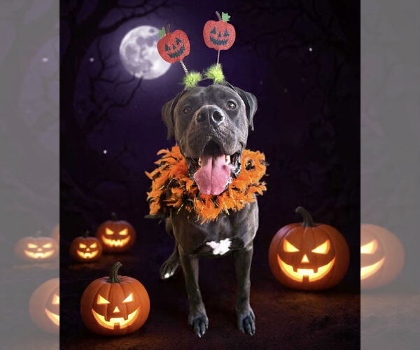 Medium Photo #5 Bullmastiff-Great Dane Mix Puppy For Sale in phoenix, AZ, USA