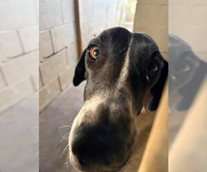 Great Dane Dogs for adoption in Bullard, TX, USA