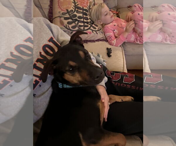 Medium Photo #19 Mutt Puppy For Sale in Forest, VA, USA