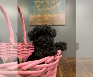 Poodle (Toy) Puppy for sale in MARIANNA, FL, USA