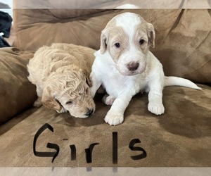 Goldendoodle-Poodle (Standard) Mix Puppy for Sale in ASHVILLE, Alabama USA