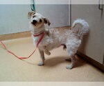 Small Mutt