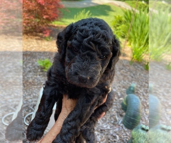 Medium Photo #9 Goldendoodle Puppy For Sale in CHAMPION, NC, USA
