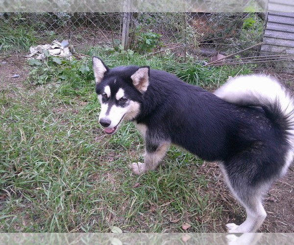 Medium Photo #1 Alaskan Malamute Puppy For Sale in SMYRNA, NY, USA