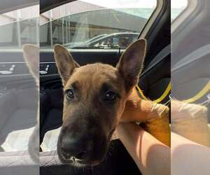 Mutt Dogs for adoption in Imlay City, MI, USA