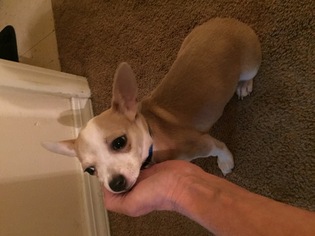 Chihuahua Puppy for sale in CONWAY, AR, USA
