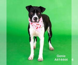 American Pit Bull Terrier-Unknown Mix Dogs for adoption in Conroe, TX, USA