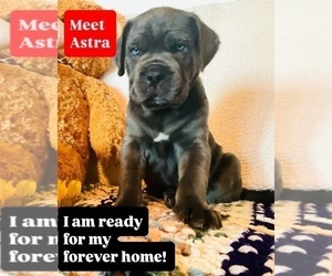Medium Cane Corso