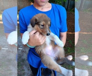 Collie Puppy for sale in FAYETTEVILLE, NC, USA