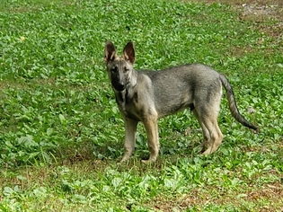 German Shepherd Dog Puppy for sale in HIXSON, TN, USA