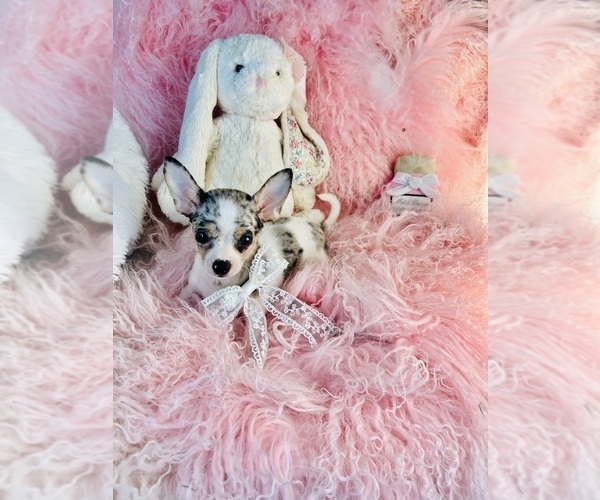 Medium Photo #8 Chihuahua Puppy For Sale in DAVIE, FL, USA