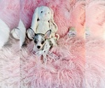 Small #7 Chihuahua