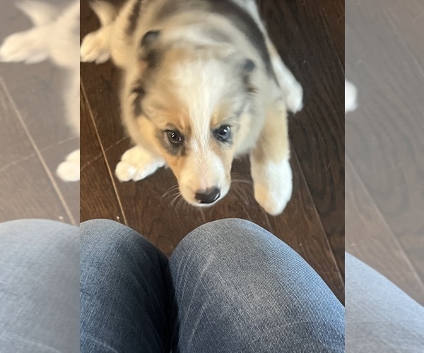 Medium Photo #17 Border Collie Puppy For Sale in FREEMAN, MO, USA