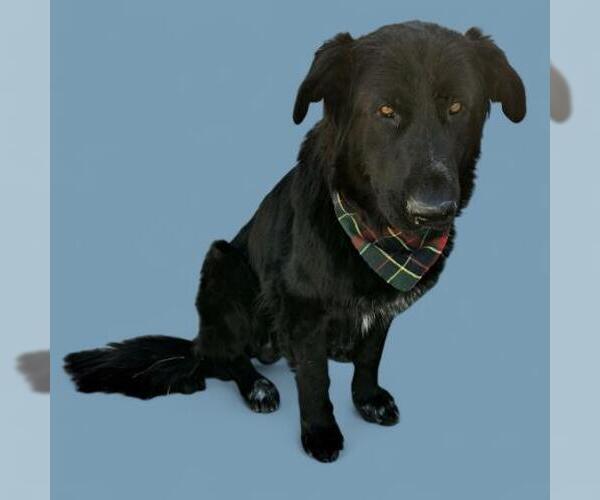 Medium Photo #1 German Shepherd Dog Puppy For Sale in Bakersfield, CA, USA