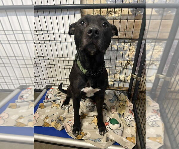 Medium Photo #8 Mutt Puppy For Sale in Foristell, MO, USA