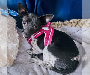 Rat Terrier Dogs for adoption in Atlanta, GA, USA