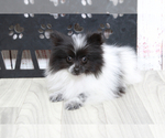 Small #3 Pomeranian