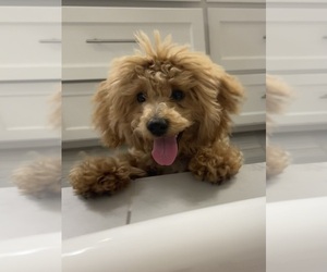 Bichpoo Puppy for sale in FRISCO, TX, USA