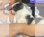 Puppy Tiny Tim Chihuahua
