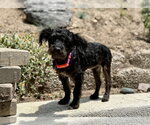 Small #7 Mutt