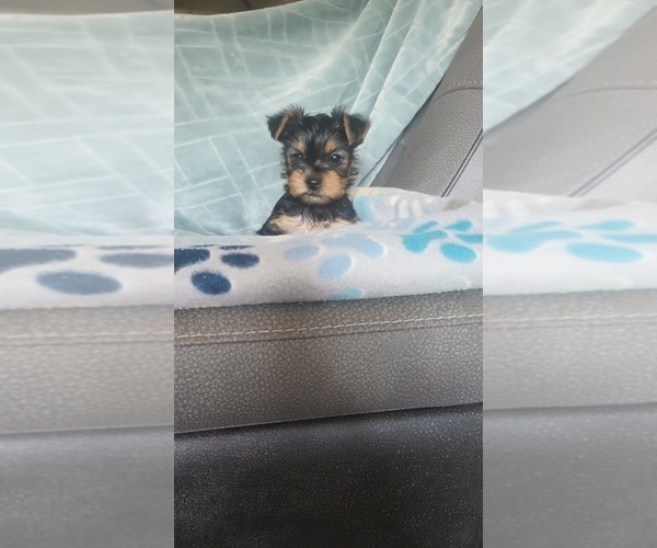 Medium Photo #5 Yorkshire Terrier Puppy For Sale in BENSON, NC, USA
