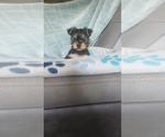Small #4 Yorkshire Terrier