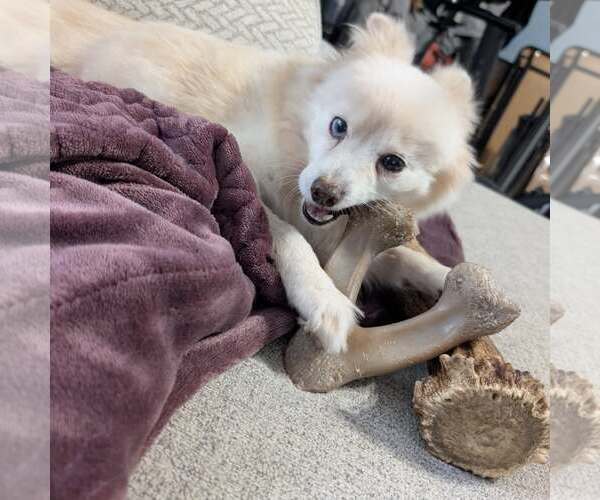 Medium Photo #2 Chiranian Puppy For Sale in Holly Springs, NC, USA