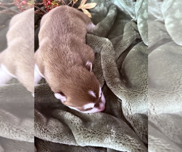 Medium Photo #23 Siberian Husky Puppy For Sale in STAPLES, MN, USA