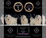 Small Photo #54 Maltipoo (Miniature) Puppy For Sale in WARSAW, IN, USA