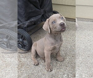 Labrador Retriever-Unknown Mix Dogs for adoption in McKinney, TX, USA