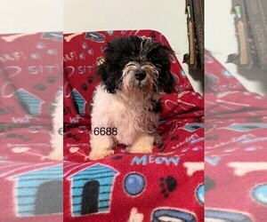 Maltese-Poodle (Toy) Mix Puppy for sale in CLARE, IL, USA