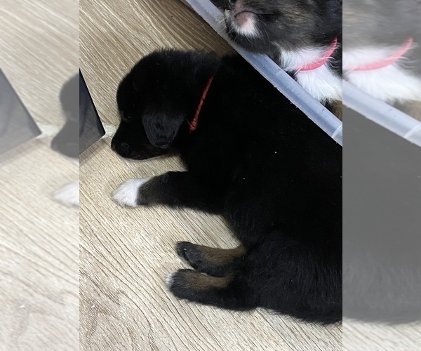 Medium Photo #13 F2 Aussiedoodle Puppy For Sale in ONAWAY, MI, USA