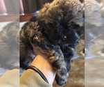 Puppy Puppy 3 ShihPoo