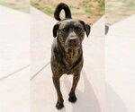 Small Photo #3 American Pit Bull Terrier Puppy For Sale in Richmond, VA, USA