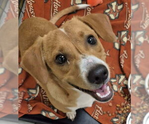 Brooks - Male Jack-A-Bee Dog for Adoption - Photo #7
