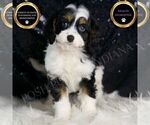Puppy Ash F1 Cavapoo