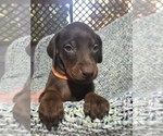 Small Photo #2 Doberman Pinscher Puppy For Sale in BARNETT, MO, USA