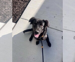 Mutt Dogs for adoption in Sandy, UT, USA