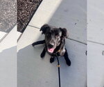 Randal - Male Mutt Dog for Adoption - Small photo