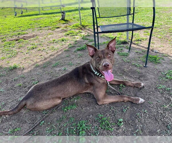 Medium Photo #1 Australian Kelpie-Unknown Mix Puppy For Sale in Ocala, FL, USA
