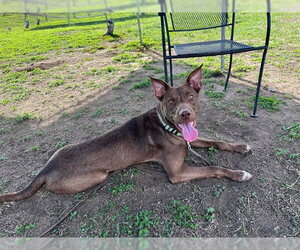 Australian Kelpie-Unknown Mix Dogs for adoption in Ocala, FL, USA
