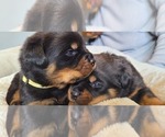 Puppy 3 Rottweiler