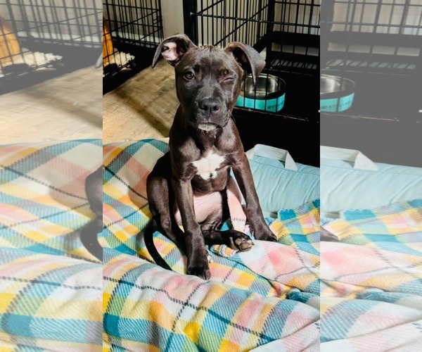 Medium Photo #2 American Staffordshire Terrier-Unknown Mix Puppy For Sale in Holly Springs, NC, USA