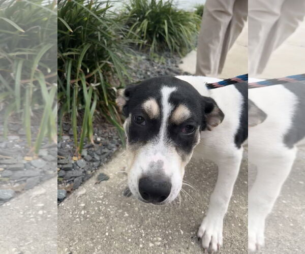 Medium Photo #5 Siberian Husky-Unknown Mix Puppy For Sale in Sanford, FL, USA