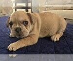 Small #5 French Bulldog