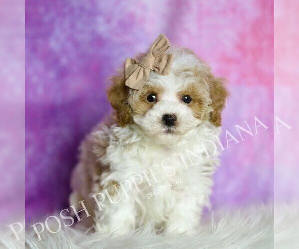 Medium Photo #31 Maltipoo (Miniature) Puppy For Sale in WARSAW, IN, USA
