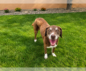 Rusty - Male Labrador Retriever-Unknown Mix Dog for Adoption - Photo #3