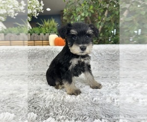 Schnauzer (Miniature) Puppy for sale in GREENFIELD, IN, USA